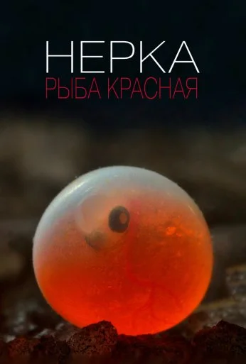 Нерка. Рыба красная (2020)